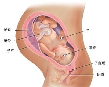 【怀孕37周】怀孕37周胎儿图,怀孕37周胎儿发育情况 【怀孕37周】怀孕37周胎儿图,怀孕37周胎儿发育情况