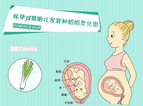 【怀孕38周】怀孕38周胎儿图,怀孕38周胎动图示、注意事项 【怀孕38周】怀孕38周胎儿图,怀孕38周胎动图示、注意事项