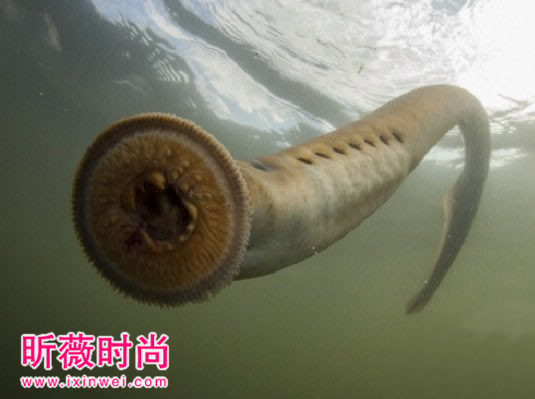 男子河中游泳意外发现这奇怪生物（图）