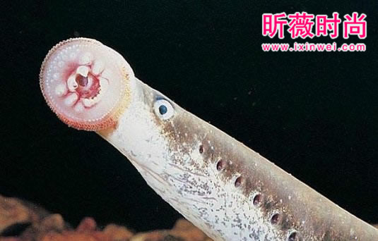 男子河中游泳意外发现这奇怪生物（图）