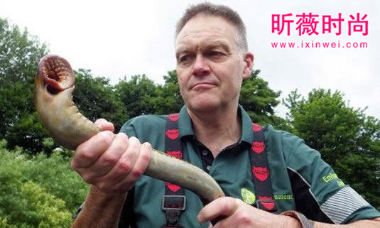 男子河中游泳意外发现这奇怪生物（图）