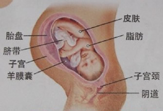 【怀孕39周】怀孕三十九周胎儿图,怀孕39周症状,怀孕39周注意事项