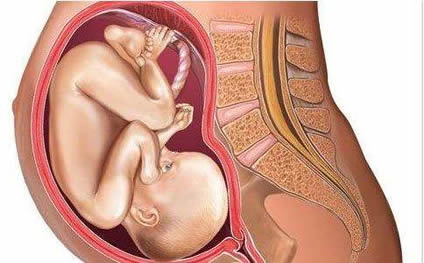 【怀孕39周】怀孕三十九周胎儿图,怀孕39周症状,怀孕39周注意事项