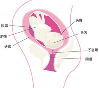 【怀孕40周】怀孕四十周胎儿图,怀孕40周产房分娩、注意事项
