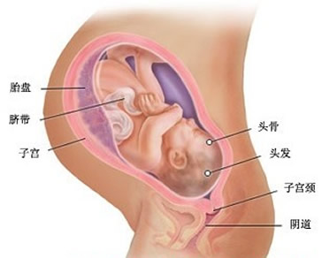 【怀孕40周】怀孕四十周胎儿图,怀孕40周产房分娩、注意事项