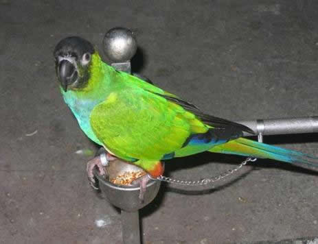 丈夫去世投胎成小鸟被妻子买回：是真是假