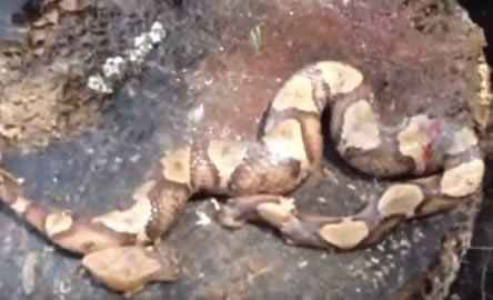 男子斩掉蛇头 竟发生如此诡异一幕（图）