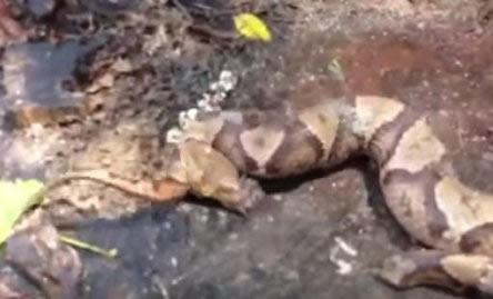 男子斩掉蛇头 竟发生如此诡异一幕（图）