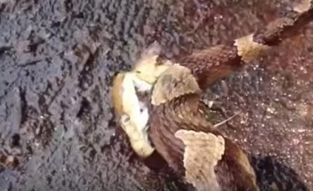 男子斩掉蛇头 竟发生如此诡异一幕（图）