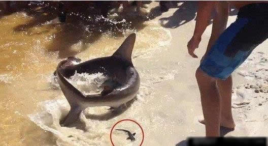 男子海边垂钓发现这物 罕见一幕让人惊呆(图) 男子海边垂钓发现这物 罕见一幕让人惊呆(图)