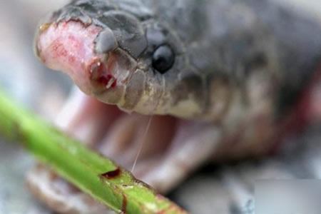 毒蛇被“斩首” 20分钟后竟做这事（图）