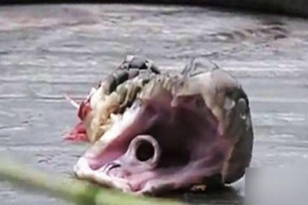 毒蛇被“斩首” 20分钟后竟做这事（图）