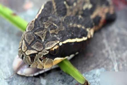 毒蛇被“斩首” 20分钟后竟做这事（图）