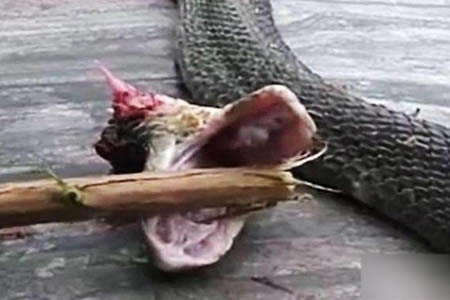 毒蛇被“斩首” 20分钟后竟做这事（图）