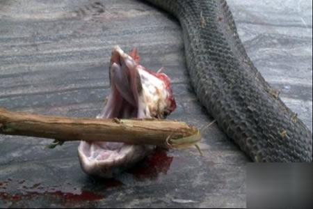 毒蛇被“斩首” 20分钟后竟做这事（图）