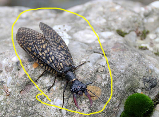四川青城山惊现最大水生昆虫:世界最大(图) 四川青城山惊现最大水生昆虫:世界最大(图)