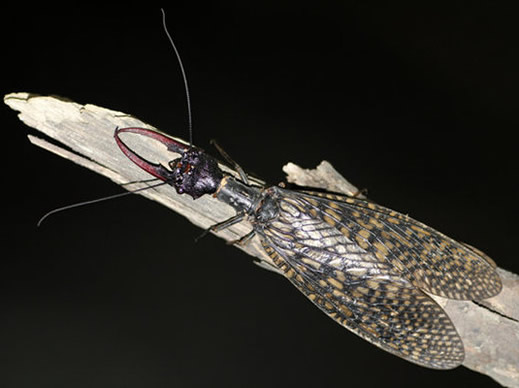 四川青城山惊现最大水生昆虫:世界最大(图) 四川青城山惊现最大水生昆虫:世界最大(图)