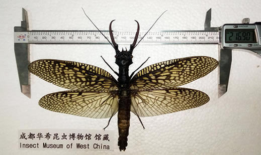 四川青城山惊现最大水生昆虫:世界最大(图) 四川青城山惊现最大水生昆虫:世界最大(图)