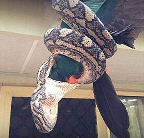 女子忽然听见屋顶上发生巨响，前去查看后被吓出一身冷汗