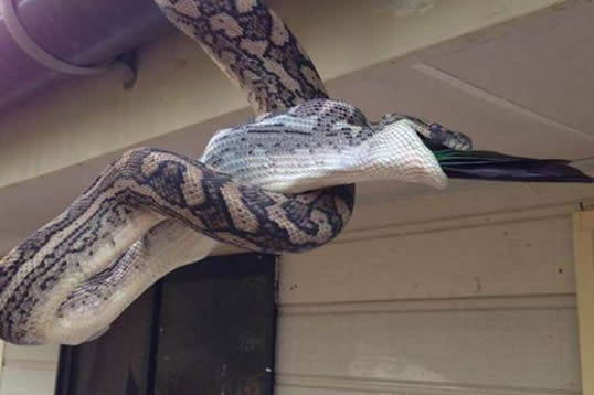 女子忽然听见屋顶上发生巨响，前去查看后被吓出一身冷汗