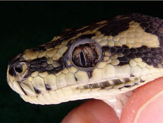 女子忽然听见屋顶上发生巨响，前去查看后被吓出一身冷汗