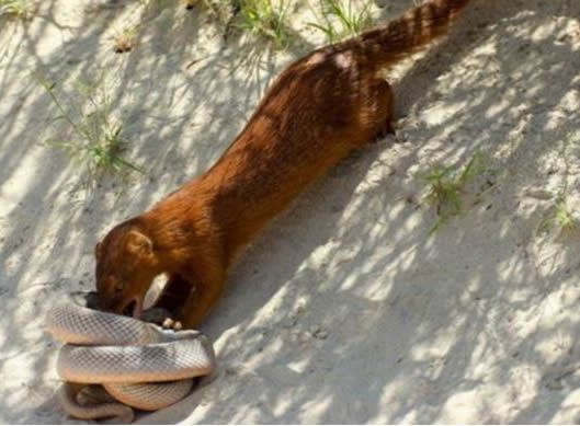 黄鼠狼和蛇“交战” 结局让人意外（图）