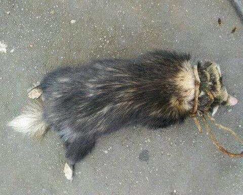 小伙请村民吃野味：吃后全村人后悔不已，小伙被吓哭