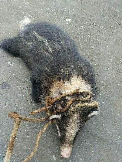 小伙请村民吃野味：吃后全村人后悔不已，小伙被吓哭