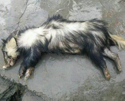 小伙请村民吃野味：吃后全村人后悔不已，小伙被吓哭