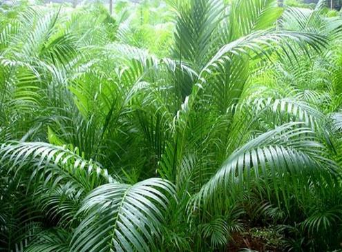 适合室内养的植物:推荐15种适合室内养的绿色植物