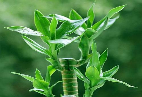 适合室内养的植物:推荐15种适合室内养的绿色植物 适合室内养的植物:推荐15种适合室内养的绿色植物