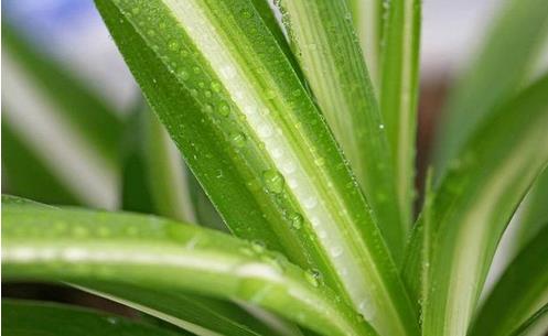 适合室内养的植物:推荐15种适合室内养的绿色植物 适合室内养的植物:推荐15种适合室内养的绿色植物