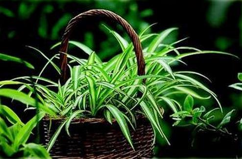 适合室内养的植物:推荐15种适合室内养的绿色植物 适合室内养的植物:推荐15种适合室内养的绿色植物