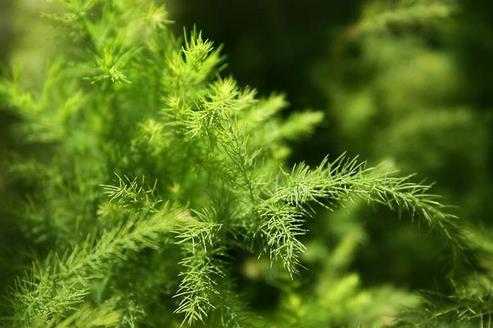 适合室内养的植物：推荐15种适合室内养的绿色植物