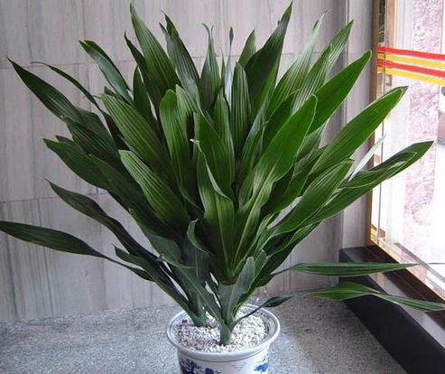 适合室内养的植物：推荐15种适合室内养的绿色植物