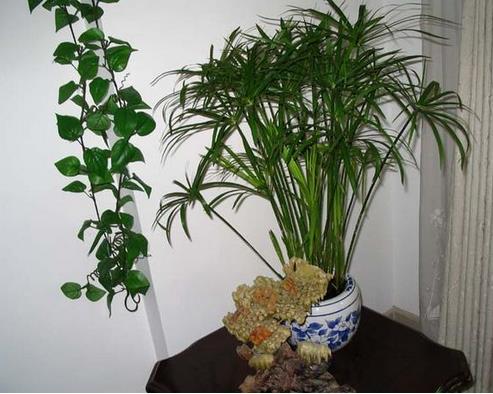 适合室内养的植物：推荐15种适合室内养的绿色植物