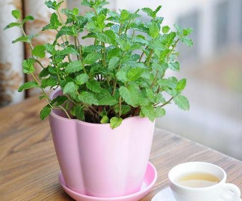 适合室内养的植物:推荐15种适合室内养的绿色植物 适合室内养的植物:推荐15种适合室内养的绿色植物