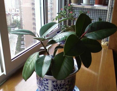 适合室内养的植物:推荐15种适合室内养的绿色植物 适合室内养的植物:推荐15种适合室内养的绿色植物