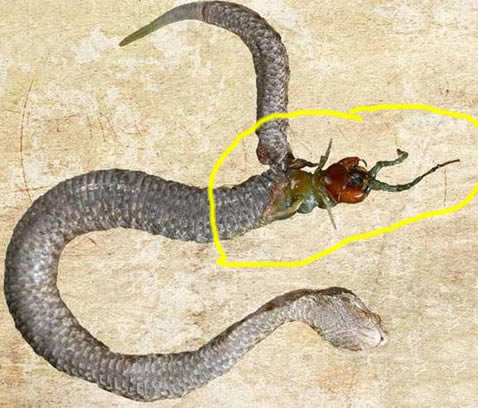 巨型蜈蚣遭毒蛇吞噬后同归于尽(组图)