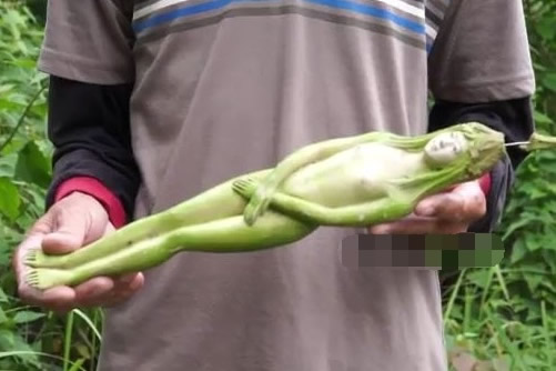 泰国树上竟结出女人果（泰国奇树结出果子像女人）