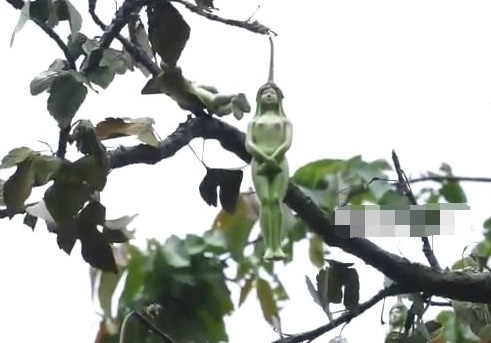 泰国树上竟结出女人果（泰国奇树结出果子像女人）