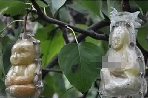 泰国树上竟结出女人果（泰国奇树结出果子像女人）