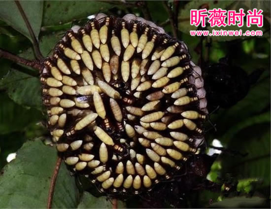 【美洲向日葵】美洲有一种向日葵，近看可能要命