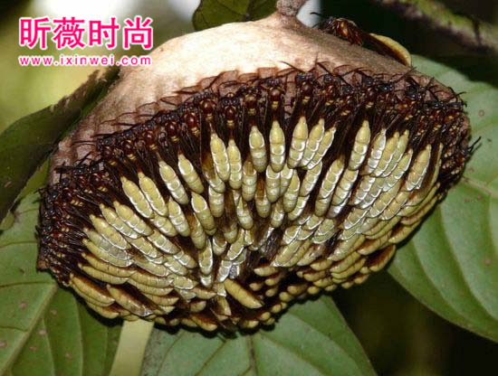 【美洲向日葵】美洲有一种向日葵，近看可能要命