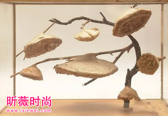 【美洲向日葵】美洲有一种向日葵，近看可能要命