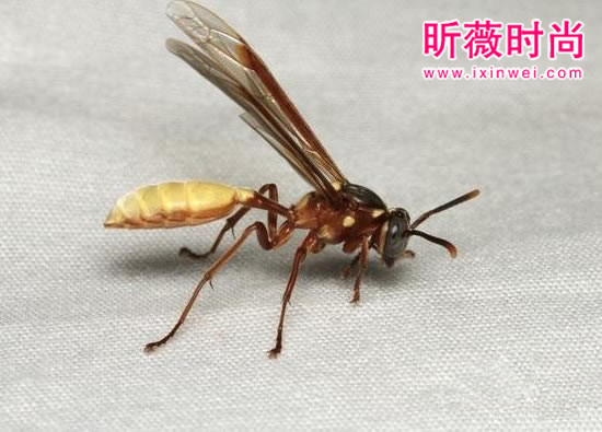 【美洲向日葵】美洲有一种向日葵，近看可能要命