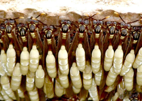 【美洲向日葵】美洲有一种向日葵，近看可能要命