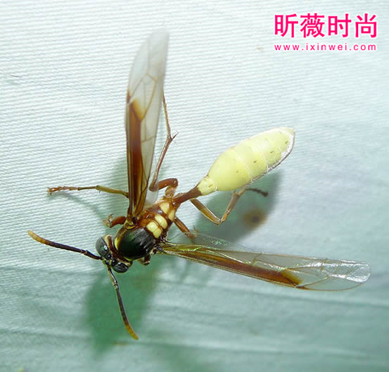 【美洲向日葵】美洲有一种向日葵，近看可能要命