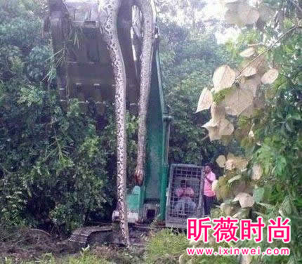 辽宁工地挖出百岁蛇精震惊全国