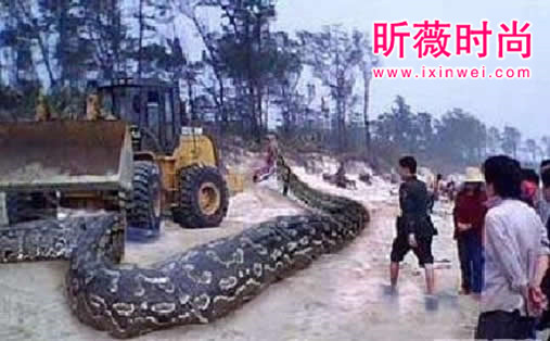 辽宁工地挖出百岁蛇精震惊全国